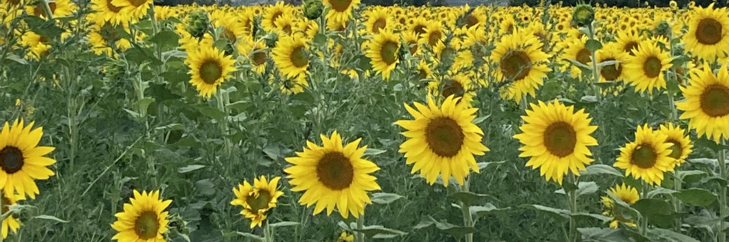 catalinalynn's profile banner image