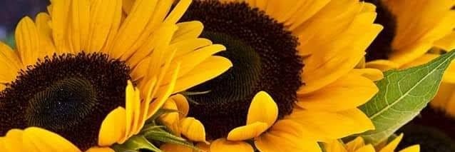 diny_cjimenez's profile banner image