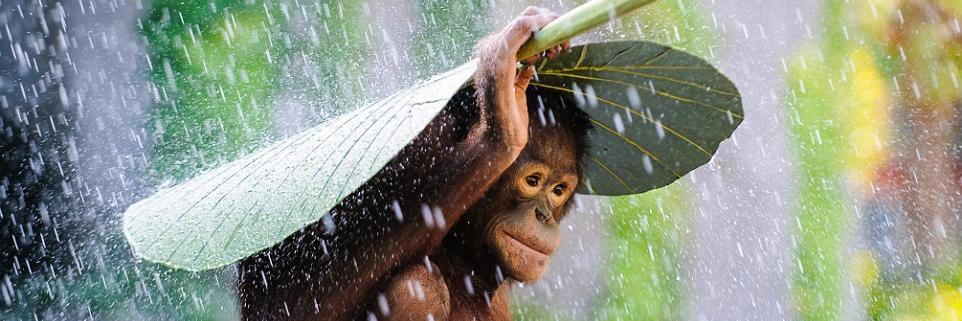 Senka Filipovic banner