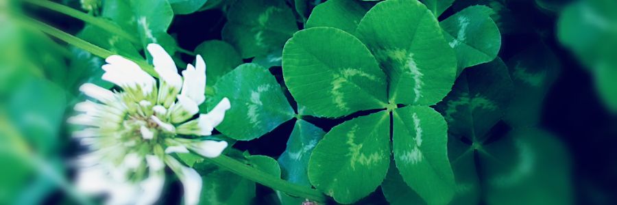 alzln's profile banner image