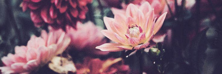ReynnaVilla's profile banner image