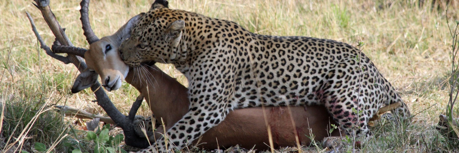 The Safari & Conservation Co. banner