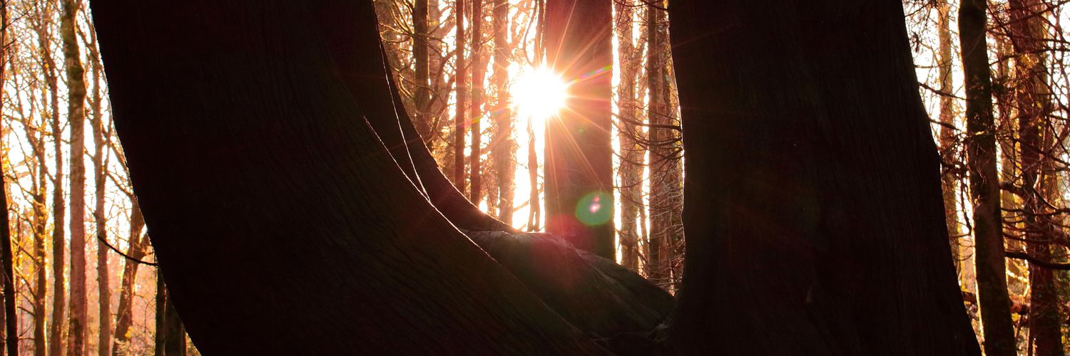 Abrys1's profile banner image