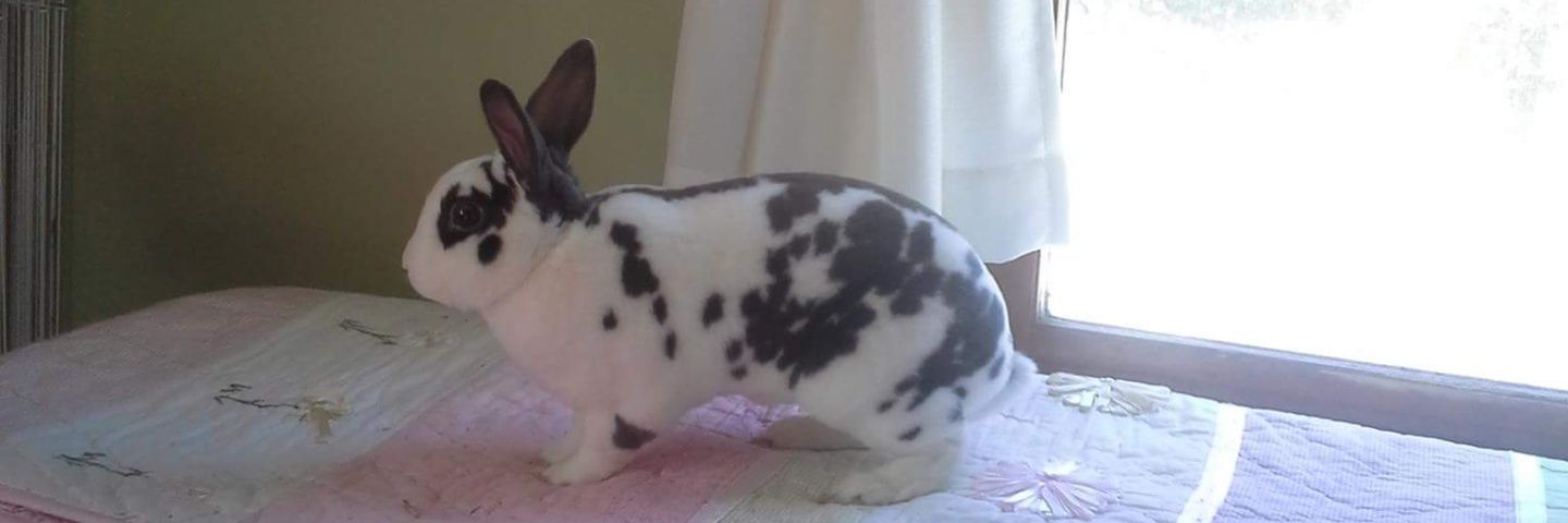 jillyisfoxy's profile banner image
