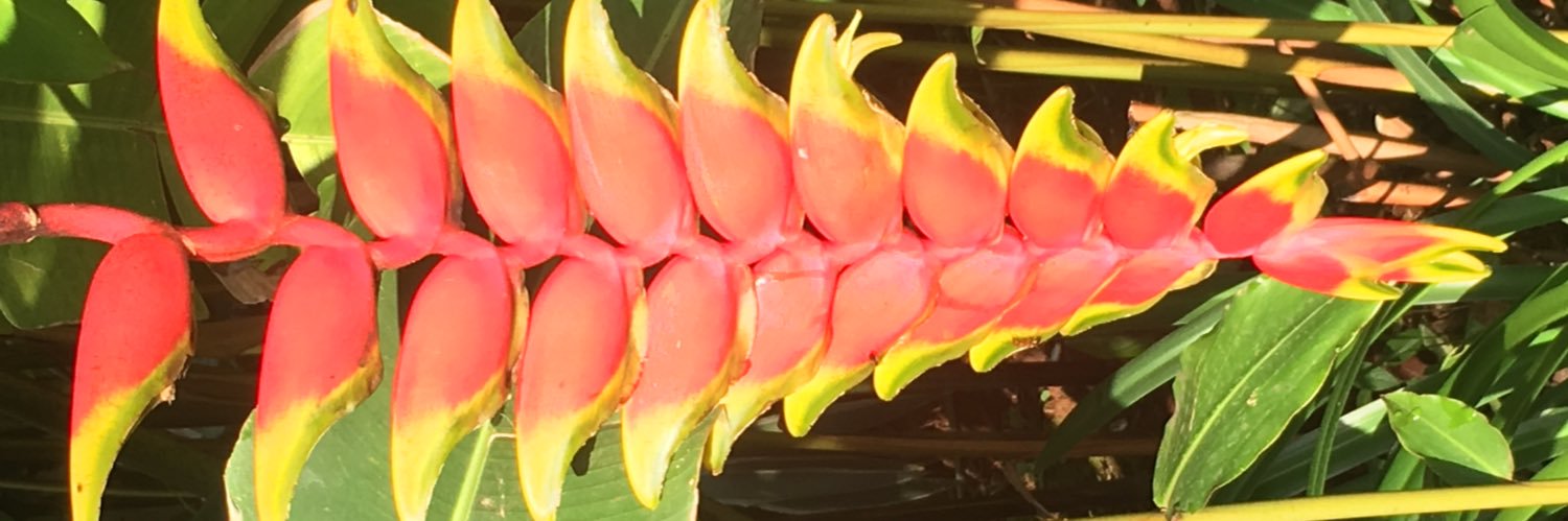 ViralHoolahoop's profile banner image
