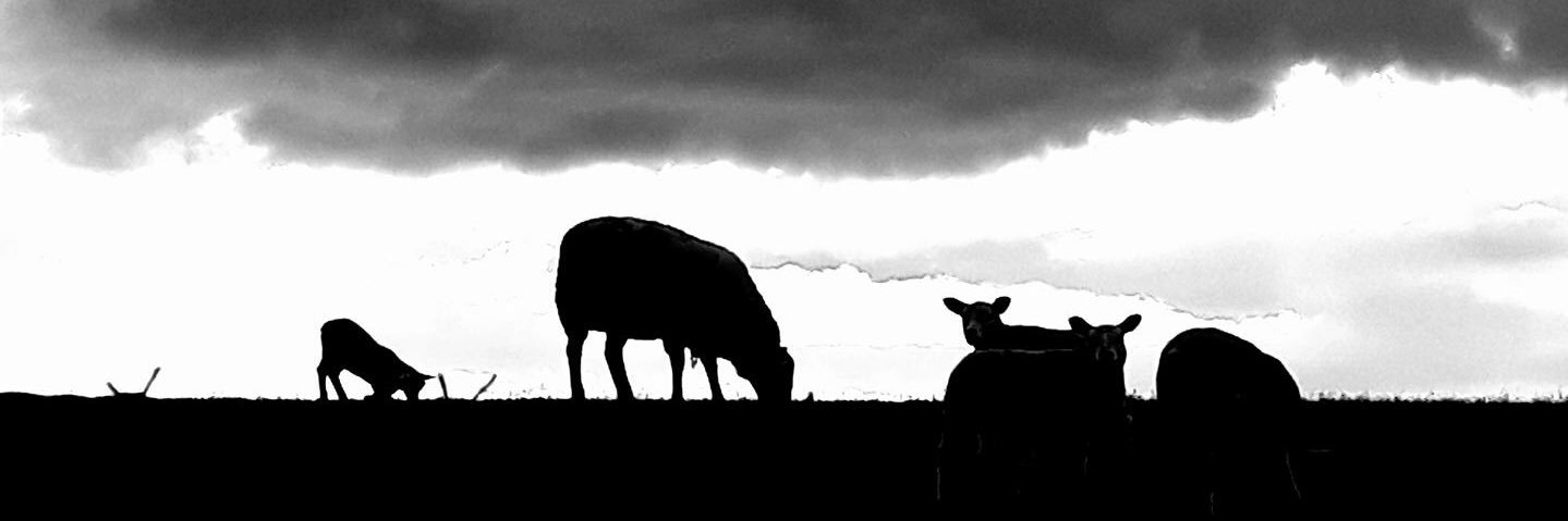 Siobhan Gunson banner