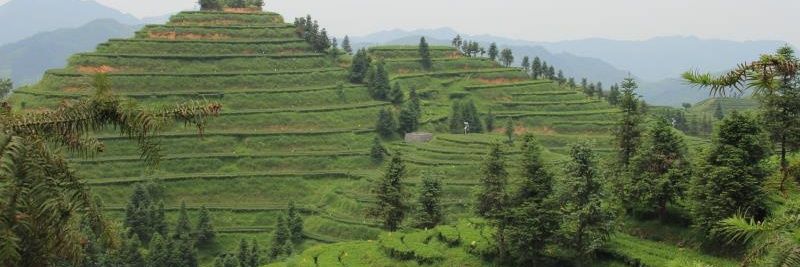 Himalayas Tea banner