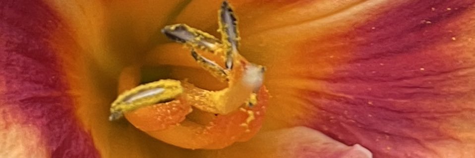 nachojo_elqueso's profile banner image