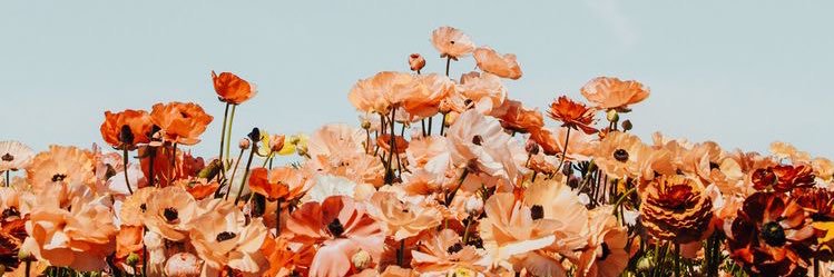 Meghan_biscuit's profile banner image