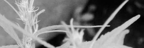bloombergmurder's profile banner image