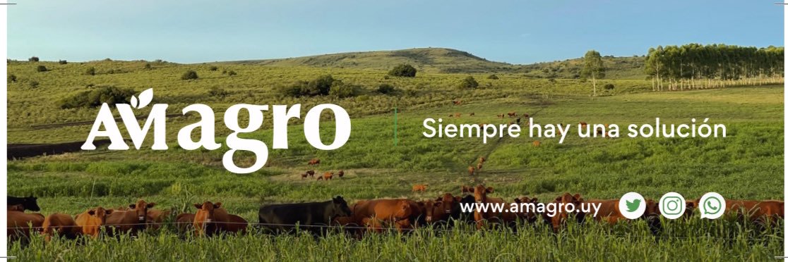 Felipe Foglino banner