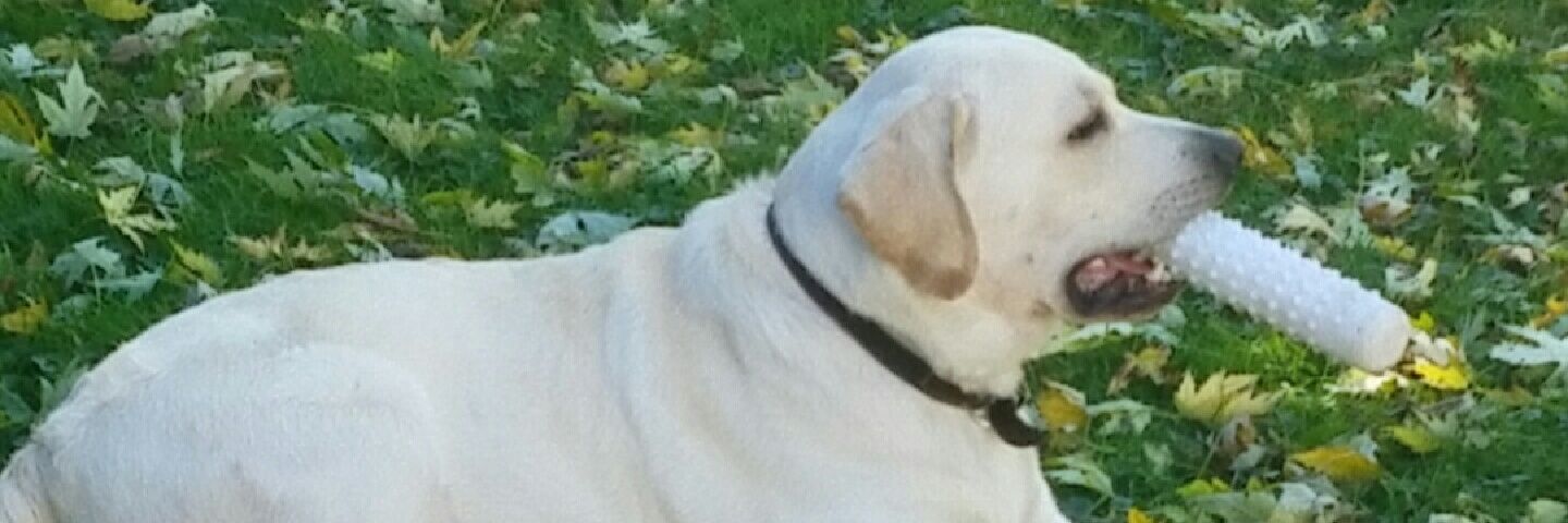 ChaseFischer's profile banner image