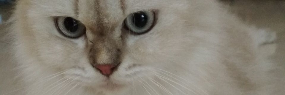 ifrul's profile banner image