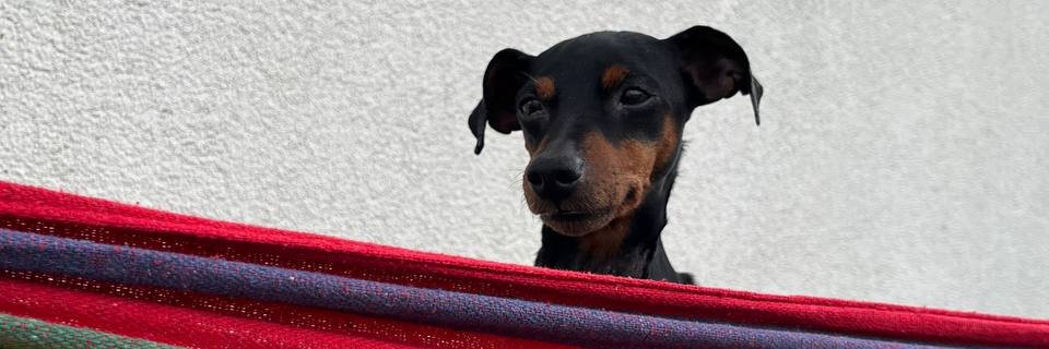 Ivan Yamshchikov banner