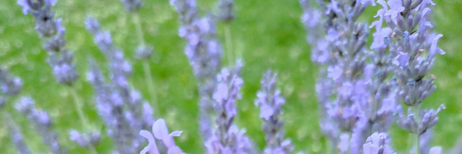 pale006's profile banner image