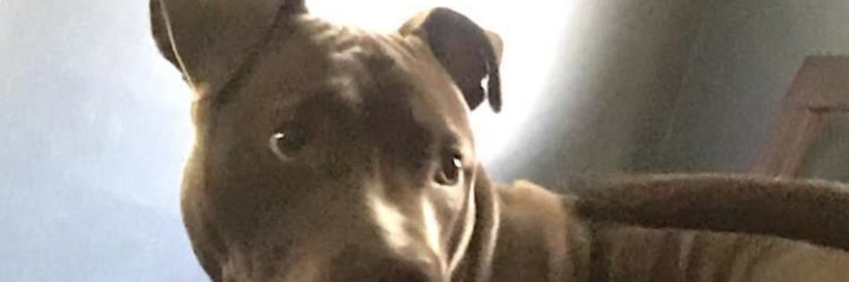 CodyErcol's profile banner image