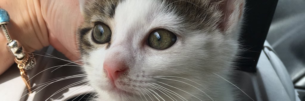 _kennedyl's profile banner image