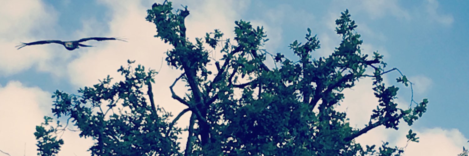 elainedixon's profile banner image