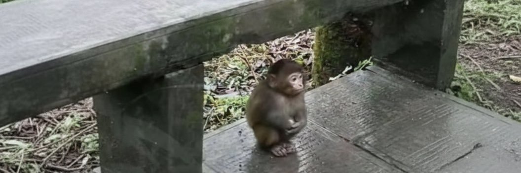 filho do zezo o rei dos teclados banner