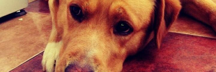 AlvaroCAPARRS's profile banner image