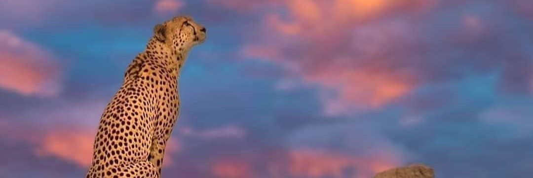 NGOTYP's profile banner image