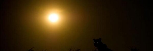 Rooofio Profile Banner