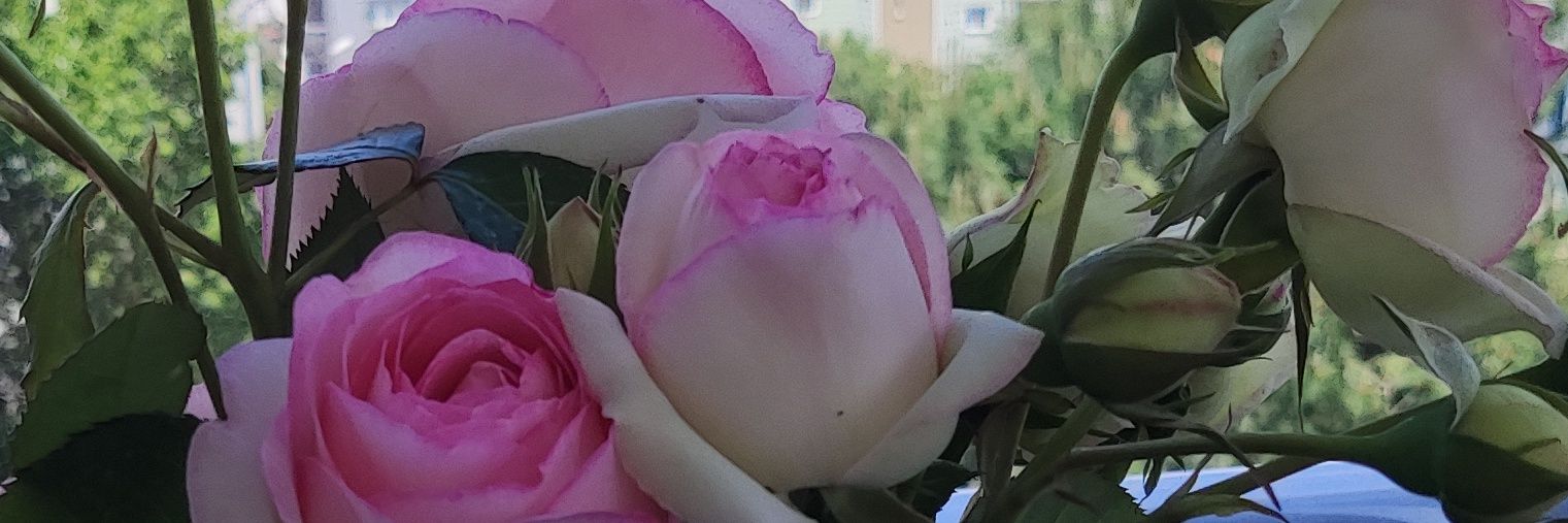 BalabanKara's profile banner image