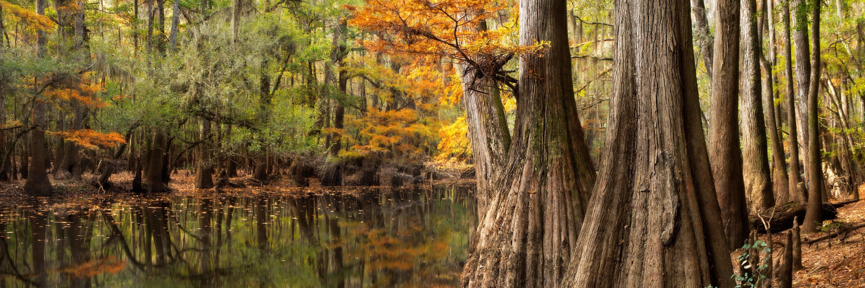 Congaree2016NPS's profile banner image