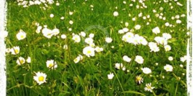 stuppi86's profile banner image