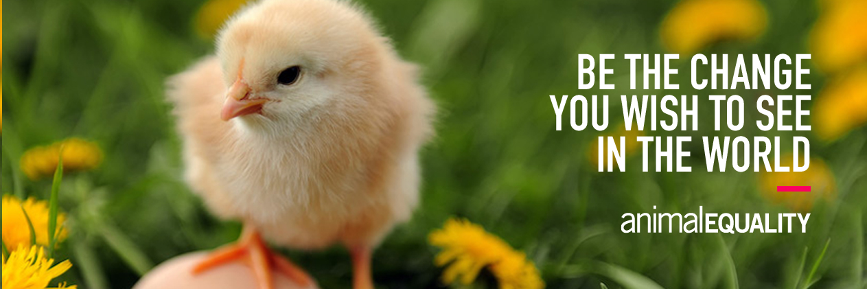 Dulce Ramírez Ⓥ banner