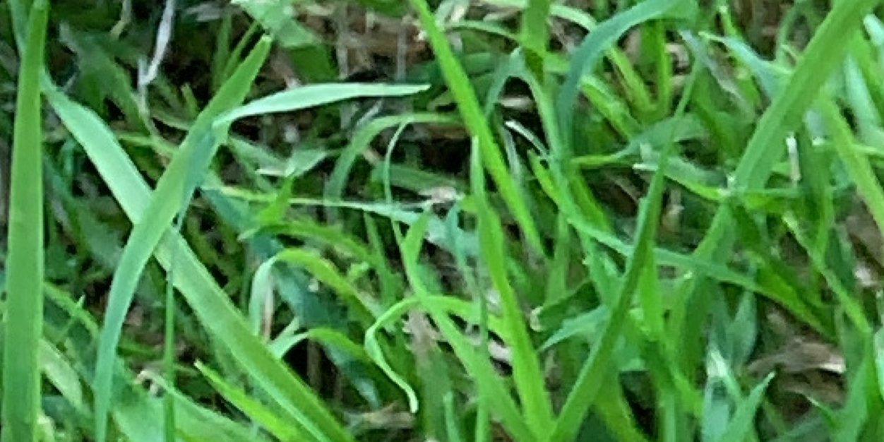 heavens to betsy banner