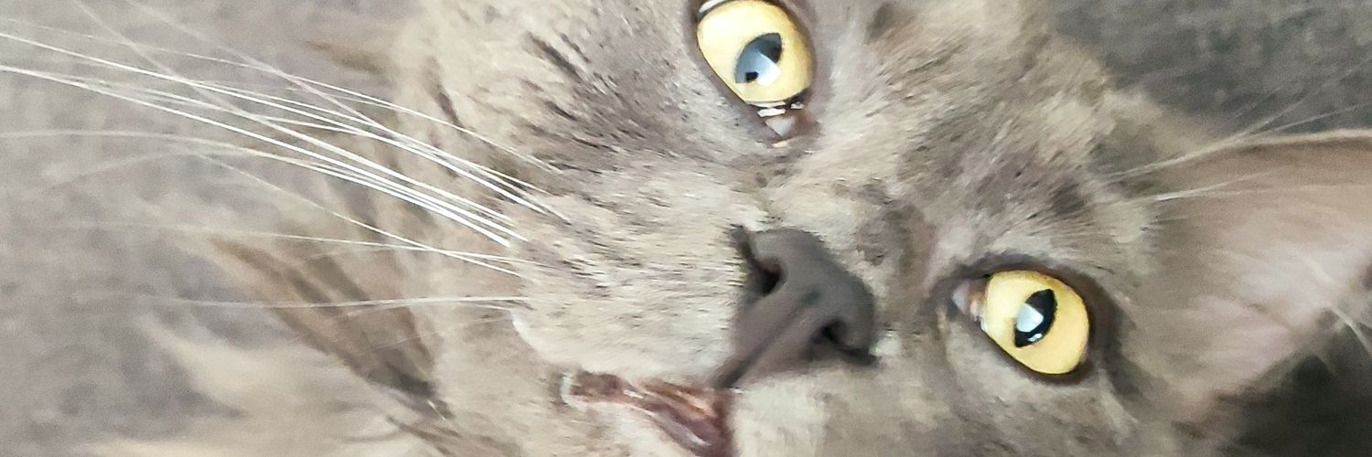 remicarre's profile banner image