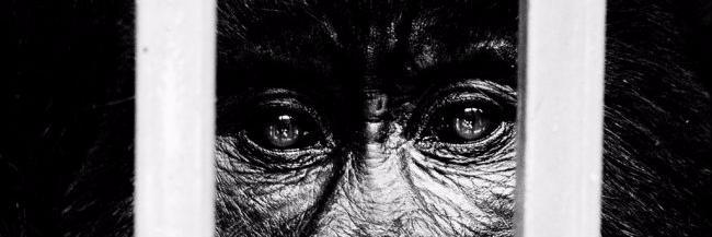 Save Virunga banner