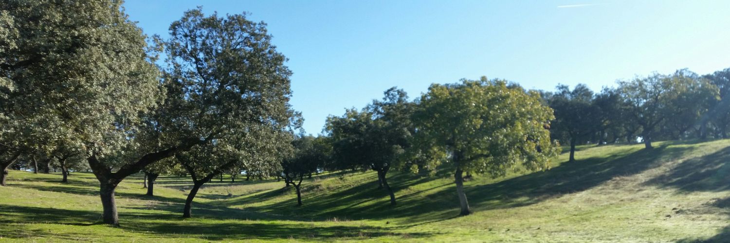 Tom Vanwalleghem banner