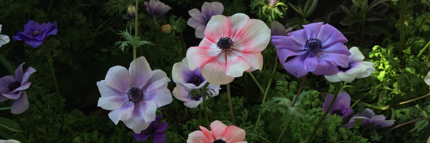 Monica Moriak banner