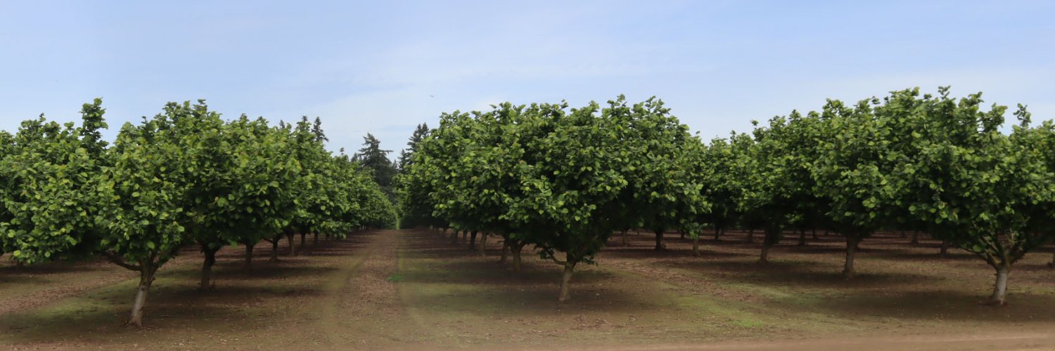 Oregon Hazelnuts banner