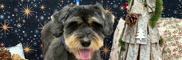 elisay1e's profile banner image