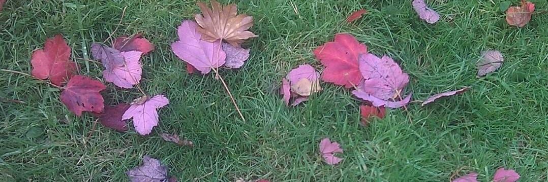 Carole Anne Bennis banner