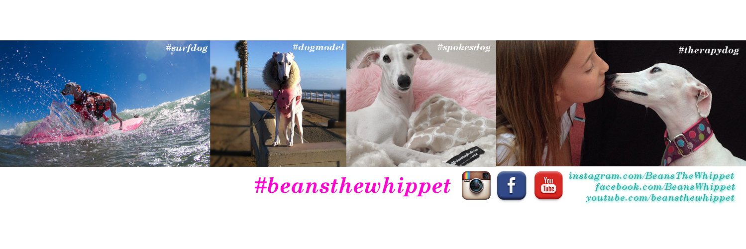 BeansTheWhippet's profile banner image