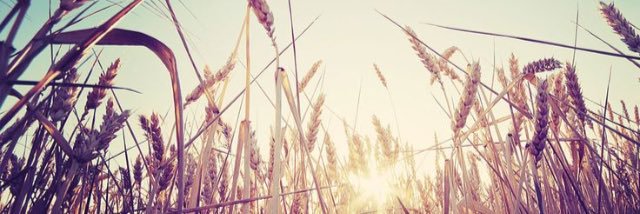 alysanewsome255's profile banner image