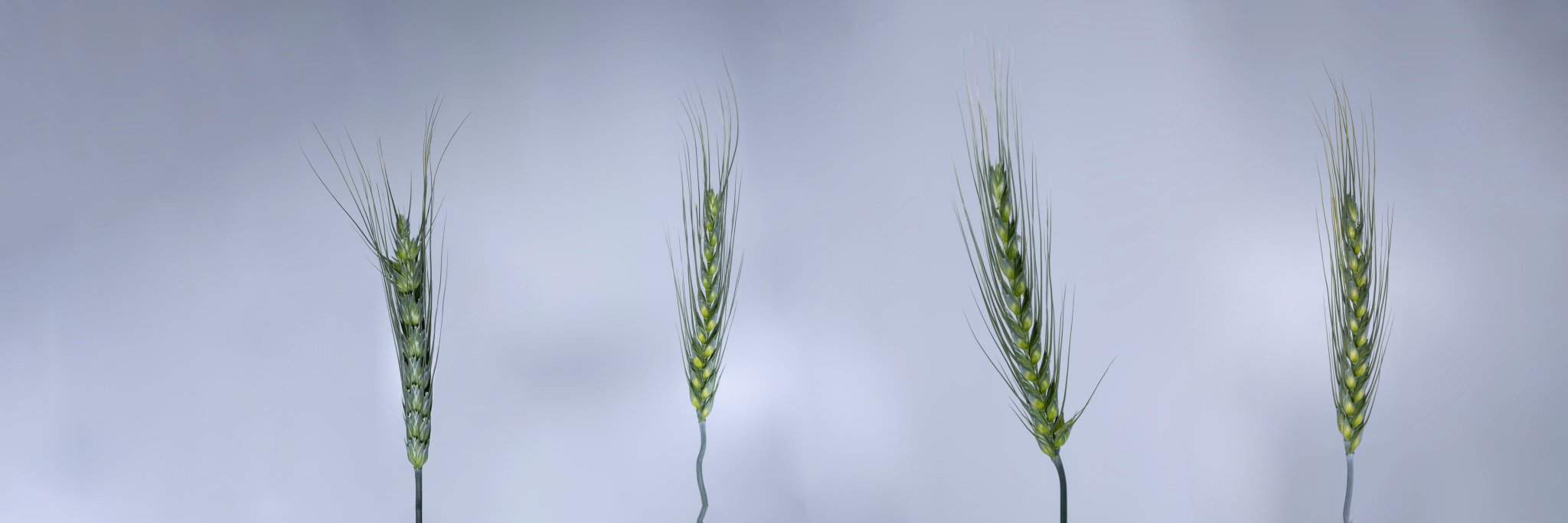 William Salter banner