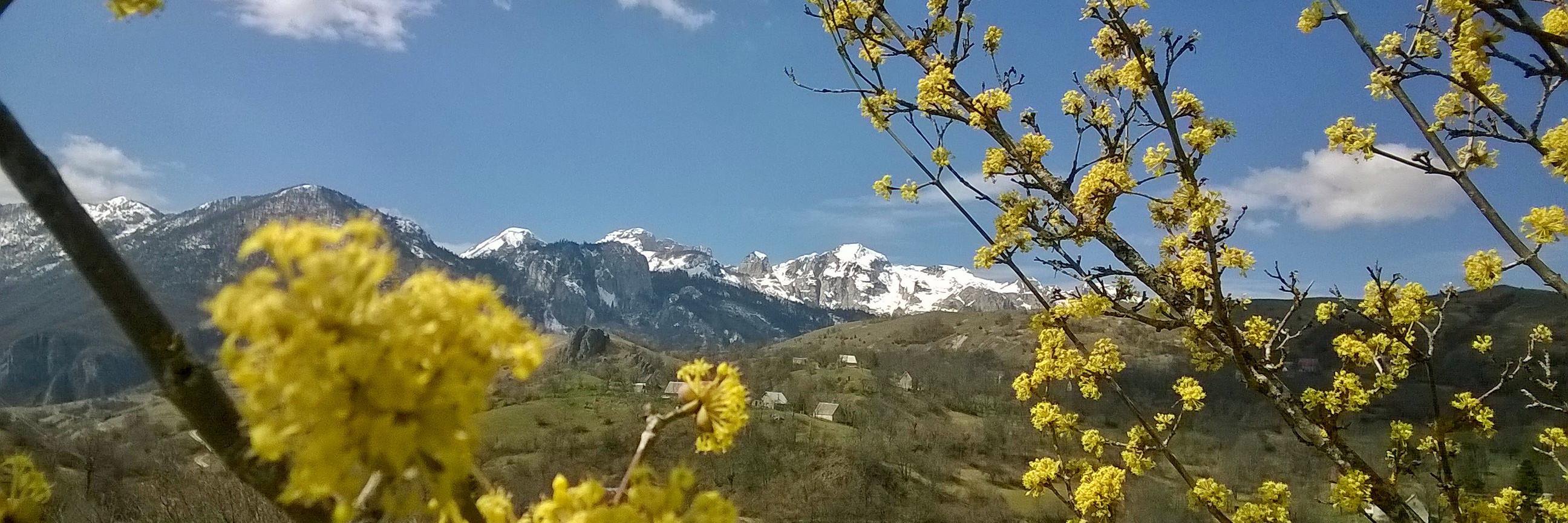 Kirsi Hyvaerinen banner