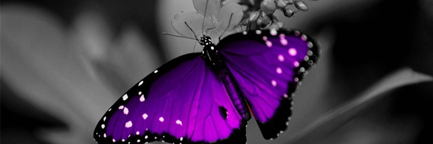 EtherealGirl444's profile banner image