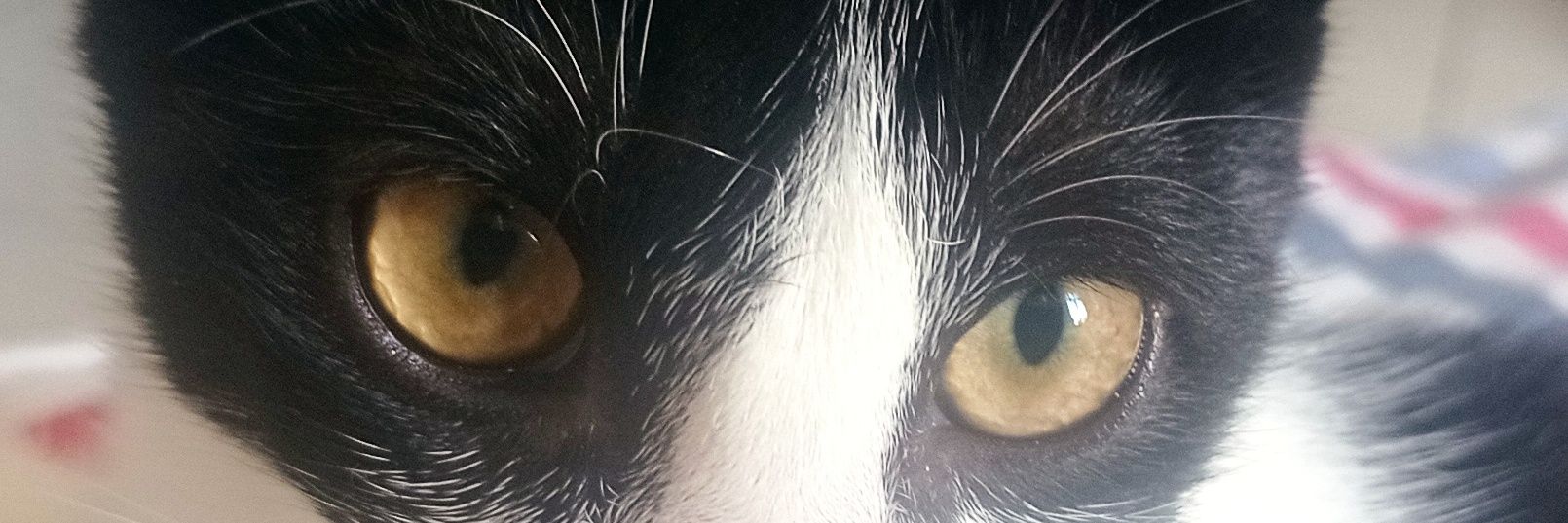 andersonpeixe16's profile banner image