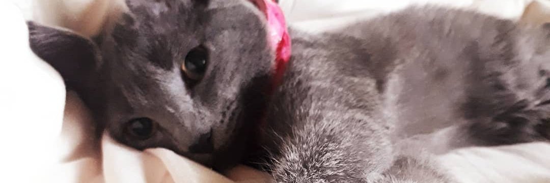 lavickydumo's profile banner image