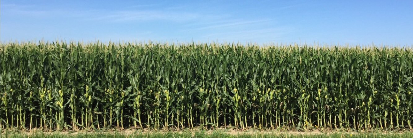 Vincent Szabo banner