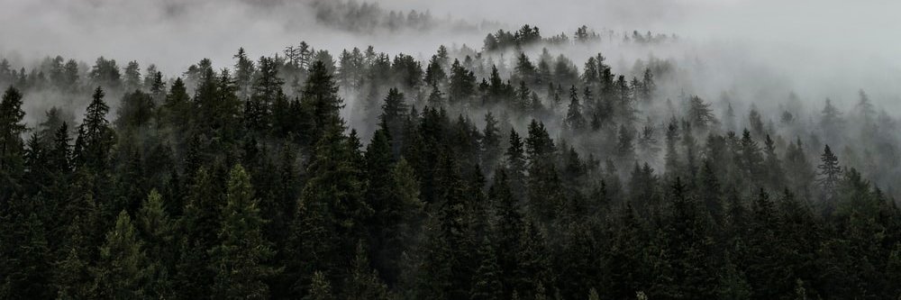 cernestoz's profile banner image