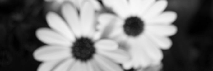 DaniaCS03's profile banner image
