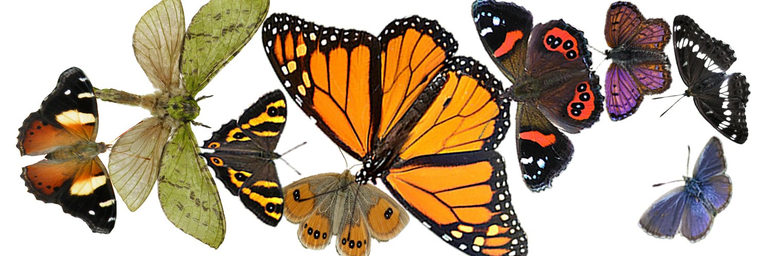 Moths&ButterfliesNZT banner