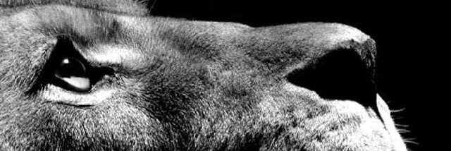 AustinRuzic's profile banner image